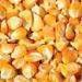 Best Indian Origin Yellow Maize