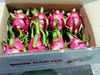 Song Nam export Vietnamese dragon fruit