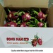 Song Nam export Vietnamese dragon fruit