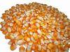 Sesame seeds, yellow corn, whte corn, feed barley, cocoa powder