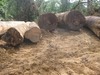 Tropical Hardwood (timber and lumber) 