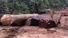 Supply suriname and guyana hardwood round logs