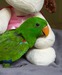 Parrots, parrot babies, parrot eggs and incubators for sale