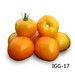Tomato IGG 17