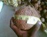Fresh coconut, Matured coconut