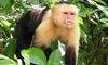 Capuchin monkeys, sea turtles and african grey parrots for sale