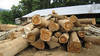 Teak plantation logs
