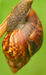 Dry snail