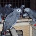 Live Birds And Retiles For Sale