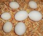 Chicken Broiler Hatching Eggs Cobb/ross & Table Eggs supply
