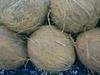 Fresh Coconuts, Coconut husk chips