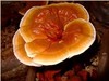 Reishi Mushroom Extract-Polysaccharides