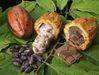 Need Financing Cocoa Liquor Plant-Busco Financista Planta Licor-Cacao