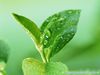 Wholesale Green Tea Extract Tea Polyphenols