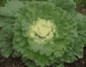 Iceberg Green Lettuce