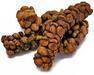 Coffee Sumatera Green Beans Arabica Grade 1