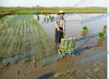 2 rows hand crank rice transplanter, manual paddy planter, rice seeder