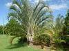 Palms tree and seeds