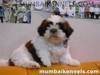 Shih Tzu for Sale in India by Mumbai Breeders