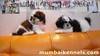 Shih Tzu for Sale in India by Mumbai Breeders