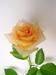 Fresh cut flower-Rose