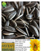 2015 new crop high quality sunflower seeds