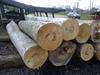Oak/beech/ash/pine/spruce logs, timber, lumber, boards