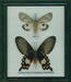 Single butterflies framed