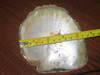MOP Shell (Mother of Pearl) 