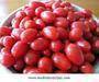 Food Vegetable Suppliers Exporter Onion, Tomatoes, Galic etc