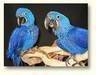Macaws and cockatoo sfor sale