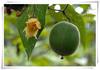 China Nature sweetners Luo or Lo Han Guo Extract/Monk Fruit Extract