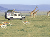 4 Days Kenya safari tour packages2014/15