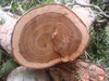 Bubinga hard wood (Timber) 