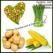 VEGETABLE FRUIT, Sweet Corn, GINGER, ASPARAGUS, APPLE, LEMON, GARLIC