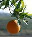 We produce and export navel and clementine
