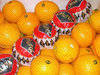 We produce and export navel and clementine