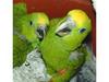 Live Birds, African Grey Parrots, Hyacinth Macaws, Yellow Napped Amazons