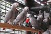 Live Birds, African Grey Parrots, Hyacinth Macaws, Yellow Napped Amazons
