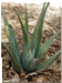 Aloe vera juice, aloe vera gel and leaves
