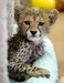 Cheetah/Tigers Cubs For Sale