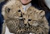 Cheetah/Tigers Cubs For Sale