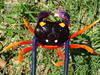 Halloween Crab, Tri-Color Moon Crab, Giant Land Crab, Giant Hermit Cra