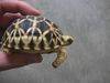 Geochelone platynota - Burmese Starred Tortoise