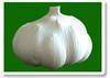 Garlic (pure white garlic, normal white garlic) ginger