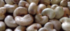 Cashew Nuts (in shell) 