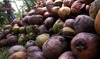 Coconuts Fruit Mature Coconut Fruit Copra