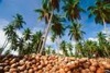 Coconuts Fruit Mature Coconut Fruit Kopra