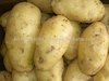 Fresh Potato 5000 MTS