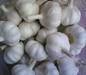 Fresh White Garlics